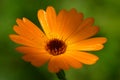 Orange flower - Calendula Royalty Free Stock Photo