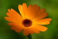 Orange flower - Calendula