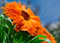 Orange flower calendula Royalty Free Stock Photo