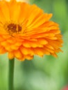 Orange flower calendula Background. Extreme macro shot Royalty Free Stock Photo