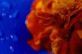 Calendula flower orange blossom on a blue background in autumn, macro photography, macro photography, abstraction. Water drops.