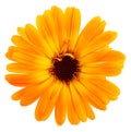 Orange flower of calendula isolated on white background, top view. Marigold flower Royalty Free Stock Photo
