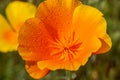 Orange flower California poppy close-up. Eschscholzia californica  with transparent water drops on the petals, selective focus Royalty Free Stock Photo