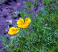 Orange flower California poppy, or Golden poppy, Cup of gold. Its Latin name is Eschscholzia Californica, native to the US and Royalty Free Stock Photo