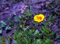 Orange flower California poppy, or Golden poppy, Cup of gold. Its Latin name is Eschscholzia Californica, native to the US and Royalty Free Stock Photo