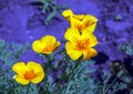 Orange flower California poppy, or Golden poppy, Cup of gold. Its Latin name is Eschscholzia Californica, native to the US and Royalty Free Stock Photo