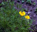 Orange flower California poppy, or Golden poppy, Cup of gold. Its Latin name is Eschscholzia Californica, native to the US and Royalty Free Stock Photo