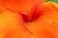 Orange canna flower plant. the kana-kanaan or cannaceae tribe