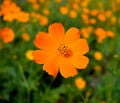 An orange flower Royalty Free Stock Photo