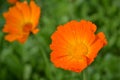 Orange flower close-up on a sunny day with raindrops. Royalty Free Stock Photo