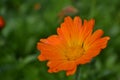 Orange flower close-up on a sunny day with raindrops. Royalty Free Stock Photo