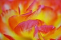 Orange flower closeup - layers