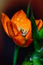 Orange flower Royalty Free Stock Photo