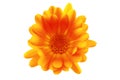 Orange flower closeup on white background, clipping path