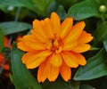 Orange flower at college campus