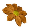 Orange flower dahlia on white isolated background with clipping path. No shadows. Closeup. Royalty Free Stock Photo