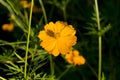 Orange flower on dark green background. Summer bloom macro photo. Royalty Free Stock Photo