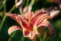 Orange flower of daylilies, Hemerocallis in sunlight Royalty Free Stock Photo