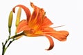 Orange flower of daylily (Hemerocallis fulva) Royalty Free Stock Photo