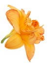 Orange flower of daylily, lat.Hemerocallis, isolated on white background Royalty Free Stock Photo