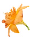 Orange flower of daylily, lat.Hemerocallis, isolated on white background Royalty Free Stock Photo