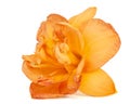 Orange flower of daylily, lat.Hemerocallis, isolated on white background Royalty Free Stock Photo