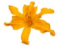 Orange flower of daylily, lat. Hemerocallis, isolated on white background Royalty Free Stock Photo