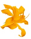 Orange flower of daylily, lat. Hemerocallis, isolated on white background Royalty Free Stock Photo
