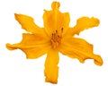 Orange flower of daylily, lat. Hemerocallis, isolated on white background Royalty Free Stock Photo