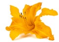 Orange flower of daylily, lat. Hemerocallis, isolated on white background Royalty Free Stock Photo