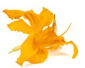 Orange flower of daylily, lat. Hemerocallis, isolated on white background Royalty Free Stock Photo