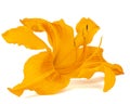 Orange flower of daylily, lat. Hemerocallis, isolated on white background Royalty Free Stock Photo