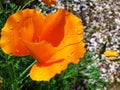 Orange flower Eschscholzia california after rain