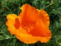 Orange flower Eschscholzia california