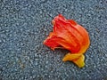 Orange flower falling on asphaltic concrete floors Royalty Free Stock Photo
