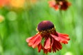 The orange flower of False Sunflower blooming on a sunny summer day, also known as Sneezeweed, as a nature background