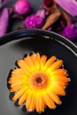 Orange flower floating Royalty Free Stock Photo