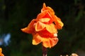 Orange flower for flower beds in the garden.