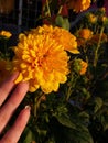 orange flower flowers sunset summer sun day natural natura