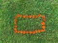 Orange Flower Frame On Green Grass Lawn Royalty Free Stock Photo