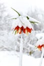 Orange flower Fritillaria imperiali under snowfall