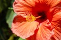 Orange Flower in full-bloom Royalty Free Stock Photo