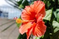 Orange Flower in full-bloom Royalty Free Stock Photo