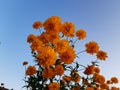 orange flower gÃ¼zel