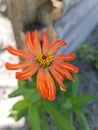Orange flower garden Royalty Free Stock Photo