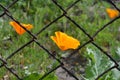 Orange flower in the garden behind netting Royalty Free Stock Photo