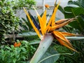 orange flower in the garden, Detail from flower of Strelitzia reginae, also known as the crane flower or bird of paradise Royalty Free Stock Photo