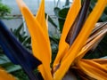 orange flower in the garden, Detail from flower of Strelitzia reginae, also known as the crane flower or bird of paradise Royalty Free Stock Photo