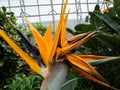 orange flower in the garden, Detail from flower of Strelitzia reginae, also known as the crane flower or bird of paradise Royalty Free Stock Photo
