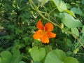 Orange Flower in the garden at Heusenstamm in Germany